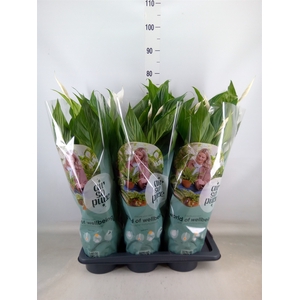 Spathiphyllum  'Bingo Cupido'