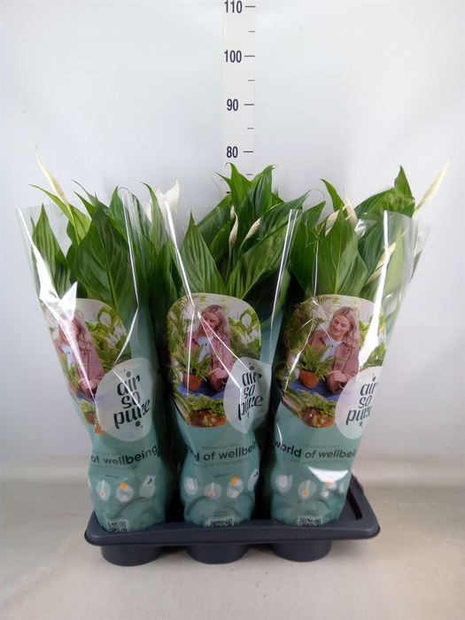 <h4>Spathiphyllum  'Bingo Cupido'</h4>