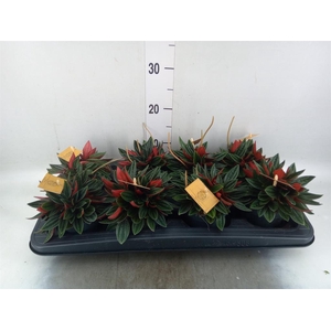 Peperomia caperata 'Rosso'