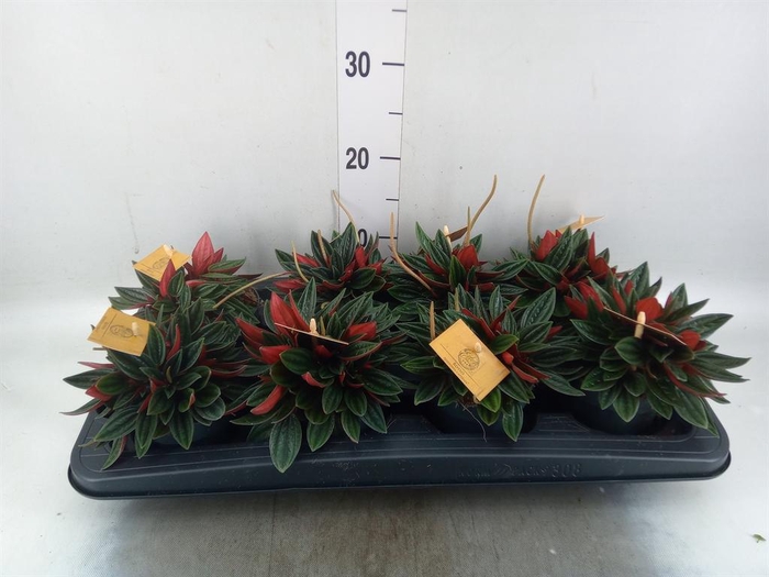 <h4>Peperomia caperata 'Rosso'</h4>