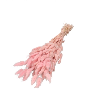 Dried flowers Lagurus 60cm