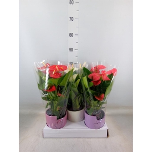 Anthurium   ...mix 4