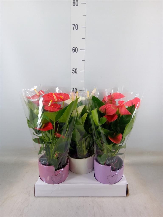 <h4>Anthurium   ...mix 4</h4>