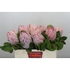 Protea Cynaroides