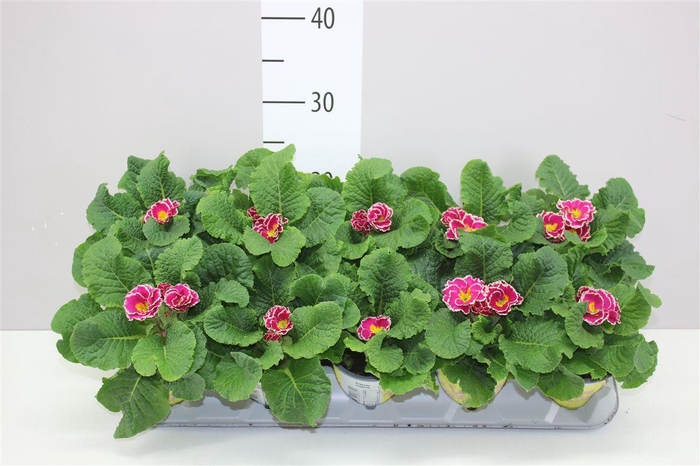 <h4>Primula Ily Sweetie</h4>