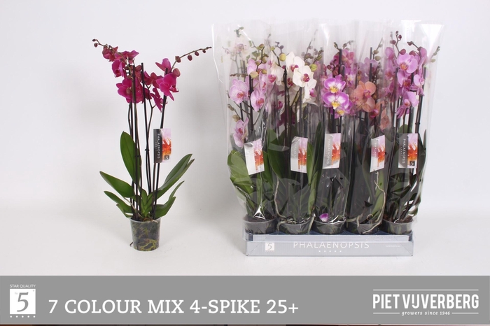 <h4>PHAL GEM 7 KL</h4>