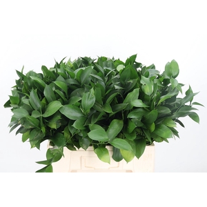 Ruscus