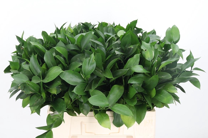 <h4>Ruscus</h4>