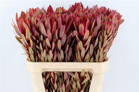 <h4>LEUCAD SAFARI YESTER 80CM</h4>