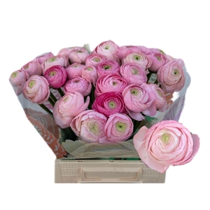 RANUNCULUS  'AAZUR LIGHT PINK'