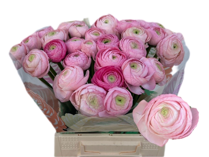 <h4>RANUNCULUS  'AAZUR LIGHT PINK'</h4>