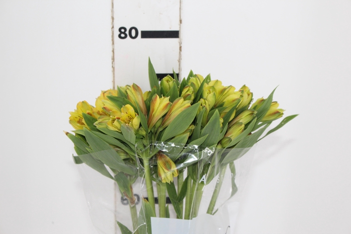 <h4>ALSTROEMERIA FLORIDA 080 CM</h4>