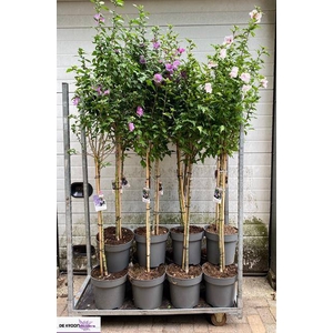 Hibiscus syriacus mix 31Ø 190cm