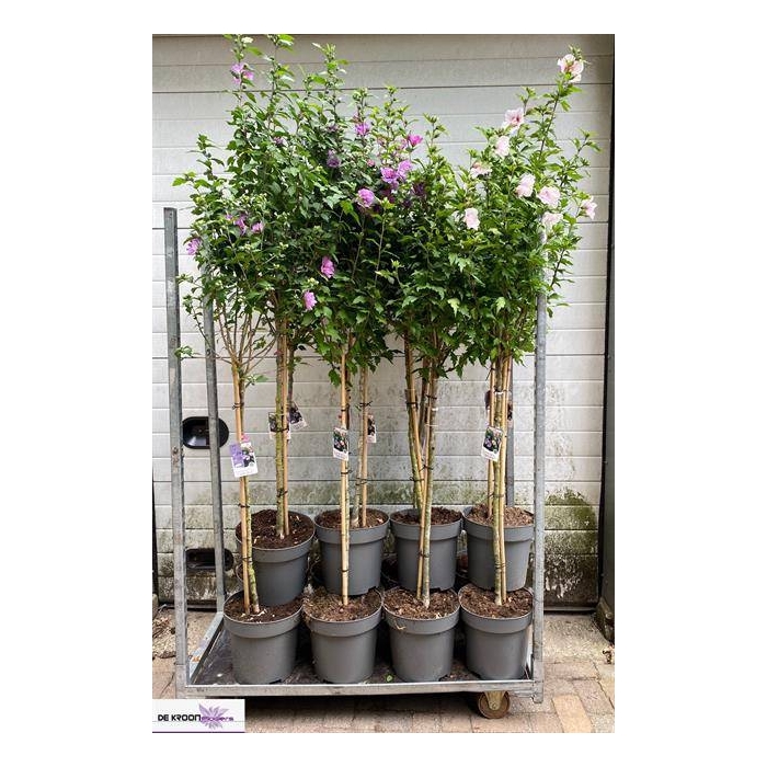 <h4>Hibiscus syriacus mix 31Ø 190cm</h4>