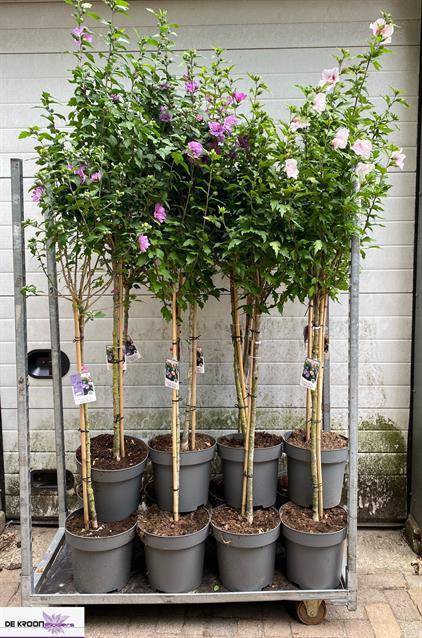 Hibiscus syriacus mix 31Ø 190cm