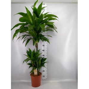 Dracaena frag. 'Janet Craig'