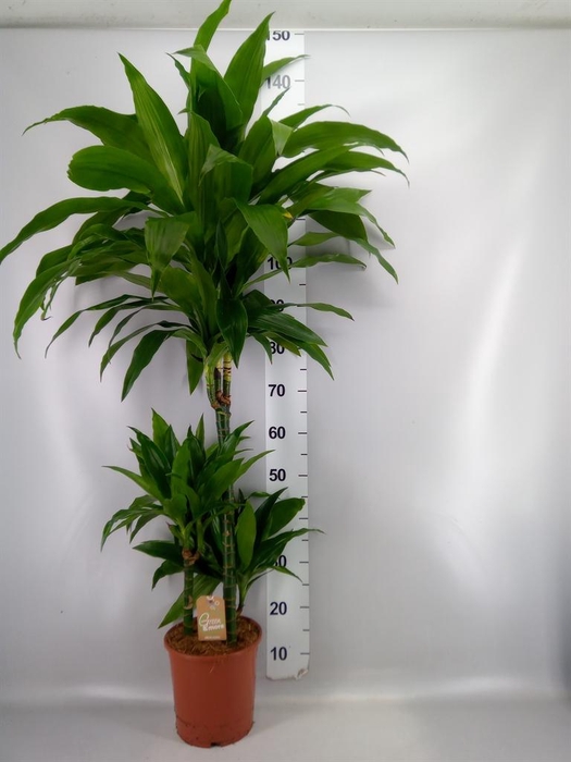 <h4>Dracaena frag. 'Janet Craig'</h4>