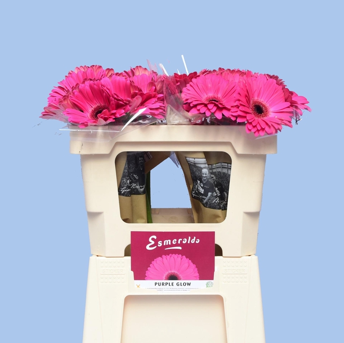 <h4>GE GR PURPLE GLOW</h4>