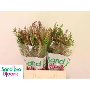 GREVI IVANHOE BRONZE