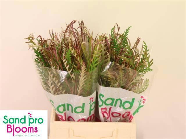 <h4>GREVI IVANHOE BRONZE</h4>