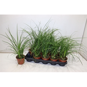 Beaucarnea Recur