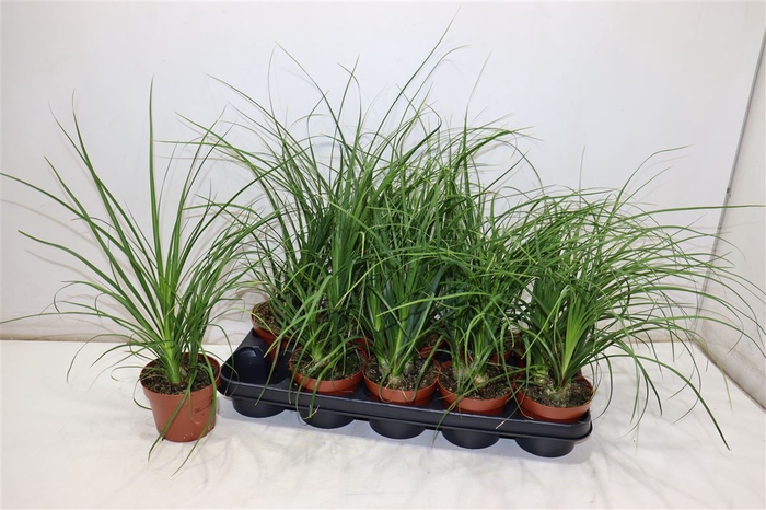 <h4>Beaucarnea Recur</h4>