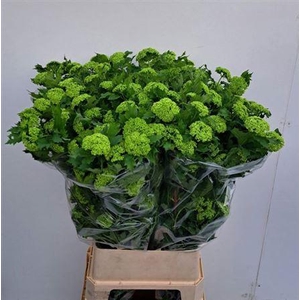 Viburnum Roseum St 100cm 4+