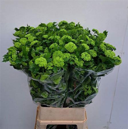<h4>Viburnum Roseum St 100cm 4+</h4>