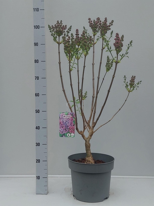 <h4>Syringa vulg.</h4>