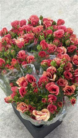 <h4>Ran Moderna Dolce</h4>