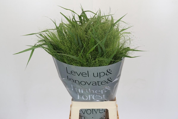 <h4>Panicum Fountain</h4>