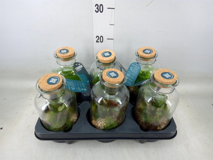 <h4>Arr.    Planten  L%</h4>