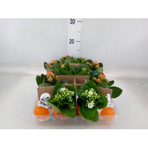 Kalanchoe   ...mini