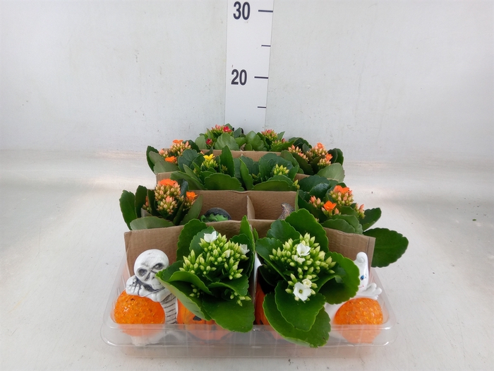 <h4>Kalanchoe   ...mini</h4>