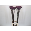 Allium Summer Drummer