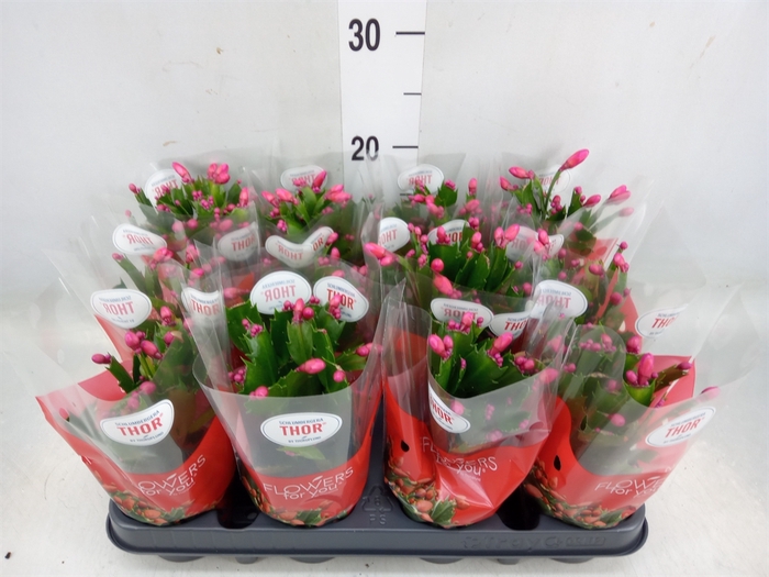 <h4>Schlumbergera   ...</h4>