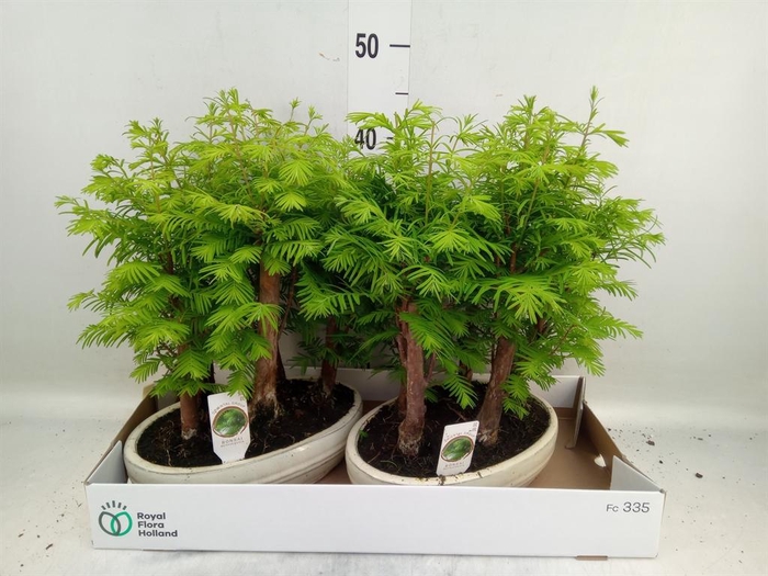 <h4>Bonsai   ...</h4>