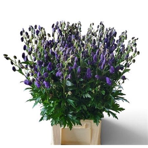 Aconitum Car Arendsii