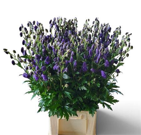 <h4>Aconitum Car Arendsii</h4>