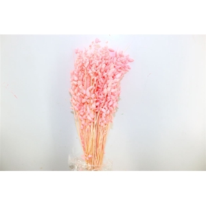 Dried Briza Maxima L Pink Bunch