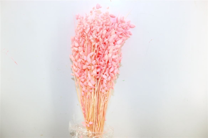 Dried Briza Maxima L Pink Bunch