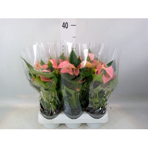 Anthurium  'Matata'