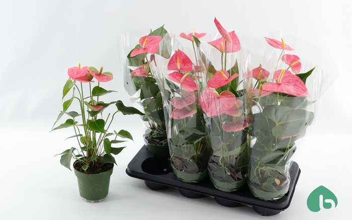 <h4>ANTHU AN COLORADO</h4>