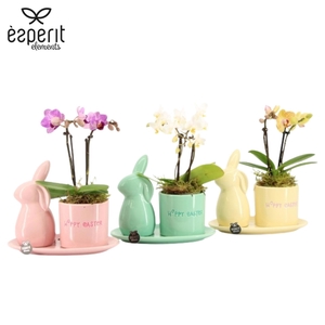 70830: Easter arrangement