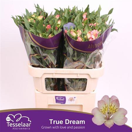<h4>Alstr True Dream</h4>