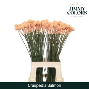 Craspedia L70 Salmon