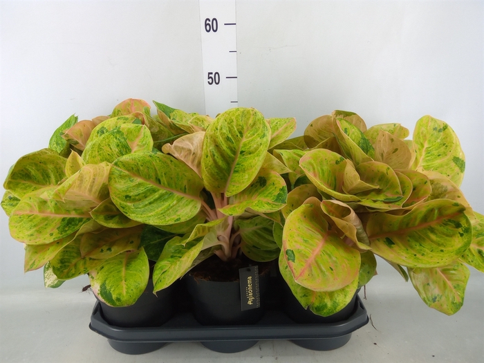 <h4>Aglaonema   ...</h4>