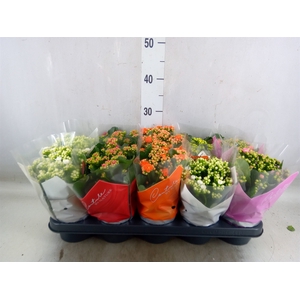 Kalanchoe blos.   ..rosebud mix  5