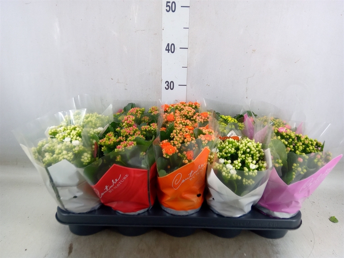 <h4>Kalanchoe blos.   ..rosebud mix  5</h4>