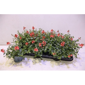 arr8 Dias F C Deep Salmon